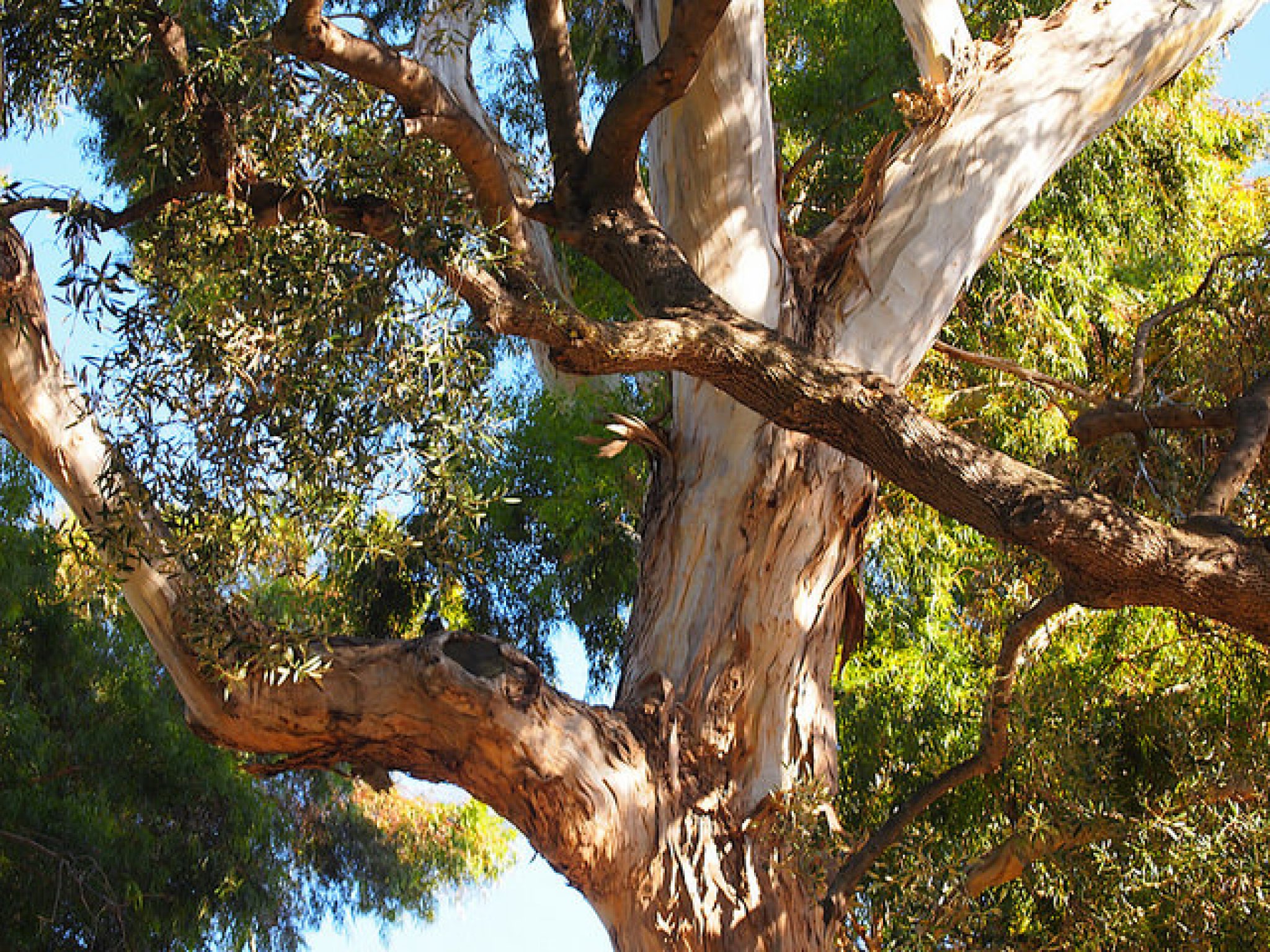 Burning Question in the East Bay Hills: Eucalyptus Is Flammable ...