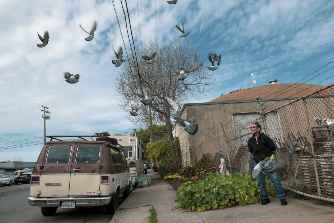 Merced Dominguez watches the pigeons fly over her garden on Eighth Street. “Every day, they follow me wherever I go,” said Dominguez, throwing birdseed into the driveway. “All the way to the Dollar Tree and back home. They are just waiting for me to feed them.” Dominguez’s regular routine involves setting out food and water on the driveway for stray animals that visit the block, including a street cat she named Cookie and the dozens of pigeons that show up twice a day.