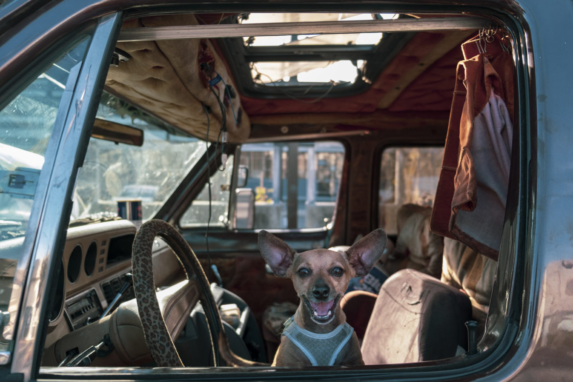 El Chihuahua “Bit” de Amber Whitson, se asoma por la ventana de su camioneta un Sábado por la tarde. Aunque es pequeño, Bit no tiene miedo y protege a Whitson, ladrando a cada peatón. Entre los habitantes de vehículos en Berkeley, los perros y los gatos ofrecen compañía y protección reconfortantes. A algunos dueños de mascotas les resulta más fácil vivir en un vehículo, ya que muchos propietarios prohíben o cobran extra por los animales, lo que agrega otro obstáculo para una vivienda asequible.