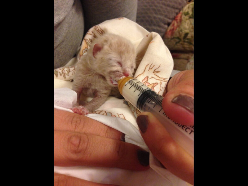 A kitten being fed by syringe.